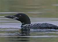 Acid Rain, Mercury and Loons...Oh my!